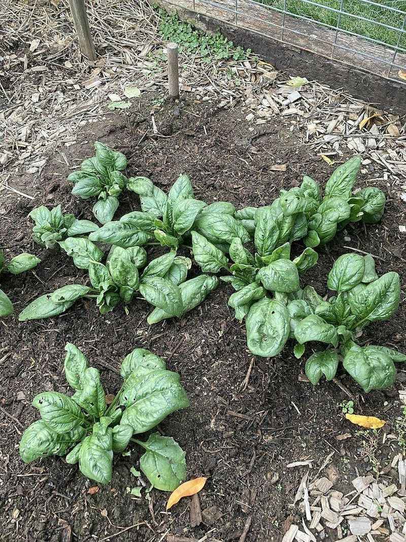 Spinach Thrives In Cool Northern California Weather
