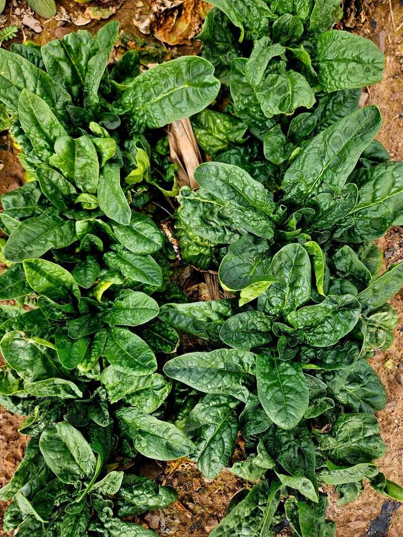 Spinach That Comes Along Quickly