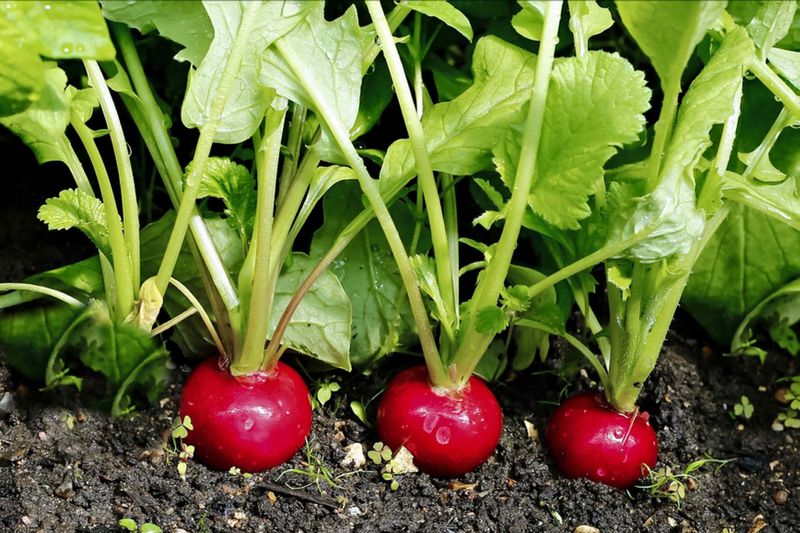 Radishes Are The Fastest Win In A Southern Michigan Garden