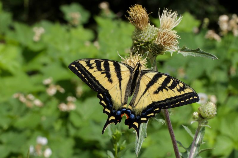 Host Plants Support Butterfly And Moth Life Cycles