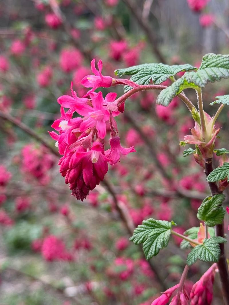 Continuous Bloom Matters More Than Neatness