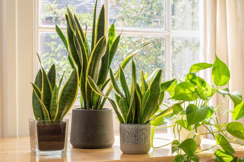 Snake Plants Thrive In Rooms That Stay Between 60 And 80 Degrees Fahrenheit