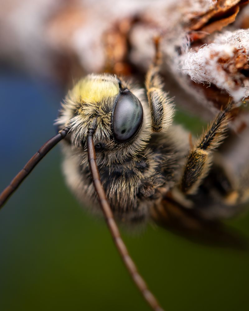 Long-Horned Bees Known For Their Extra-Long Antennae