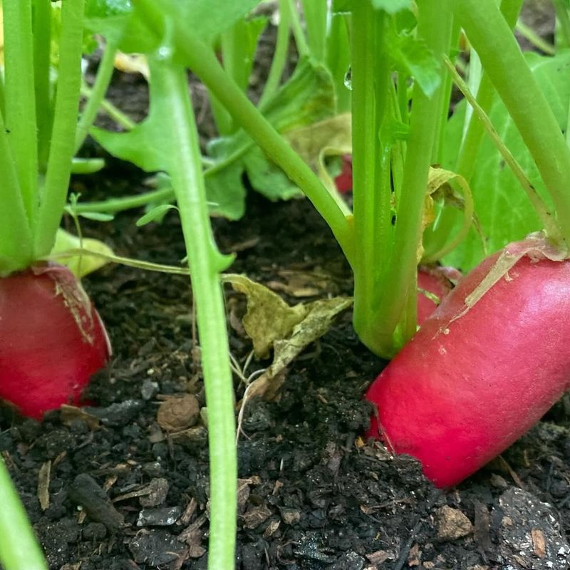 Radishes (Cherry Belle, French Breakfast)