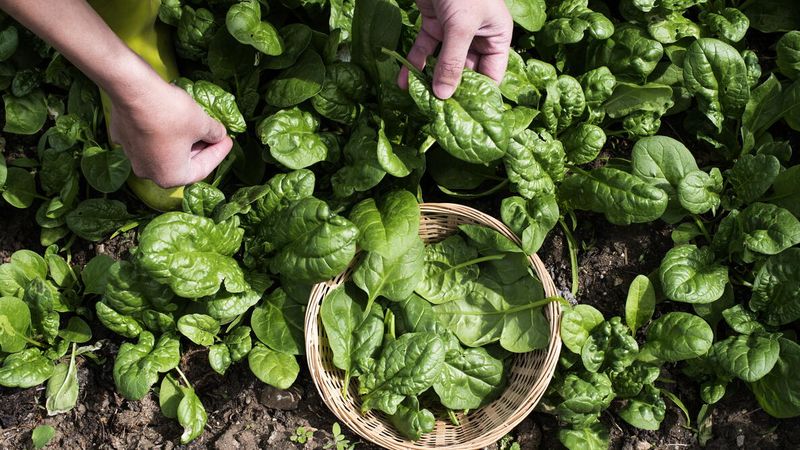Spinach Growing Fast In Cool Spring Soil