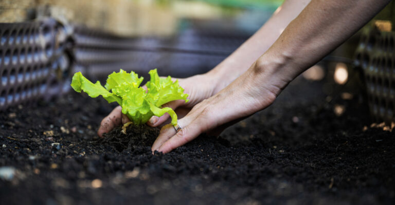 Leafy Greens To Plant In Michigan During April