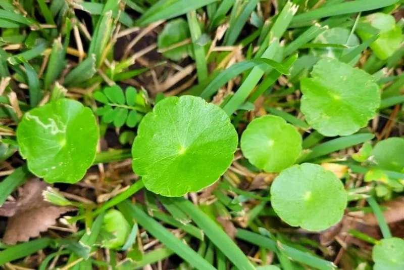 Don't Assume Lawn Weeds Help Pollinators