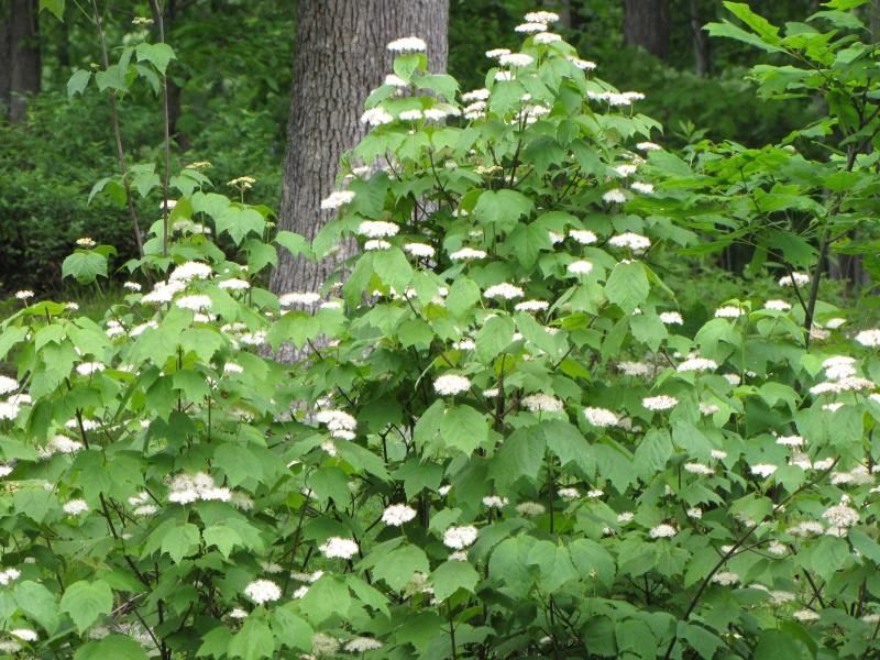Mapleleaf Viburnum (Viburnum Acerifolium)