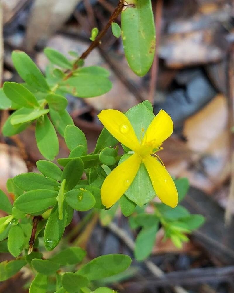 St. Andrew's Cross (Hypericum hypericoides)