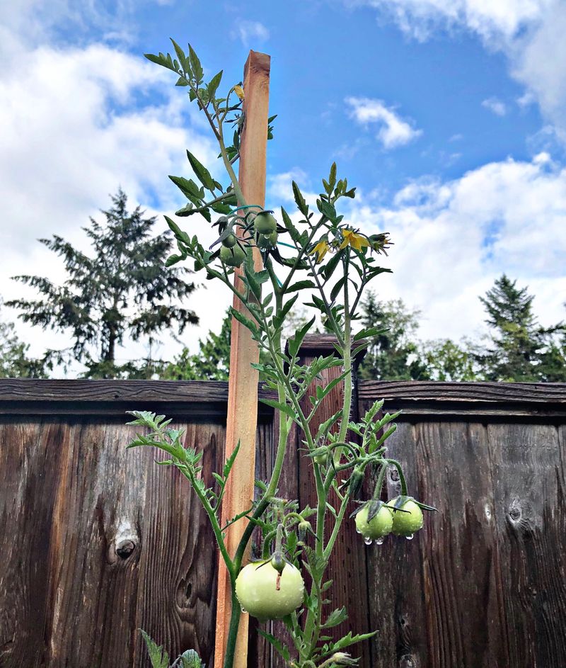 Ease Up On Indeterminate Tomatoes When The Canopy Protects Fruit
