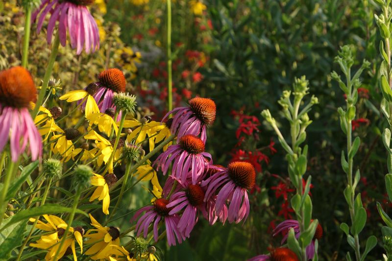 Go Easy On Native Wildflowers In Established Beds