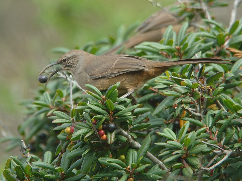 Grow Plants That Attract Insects