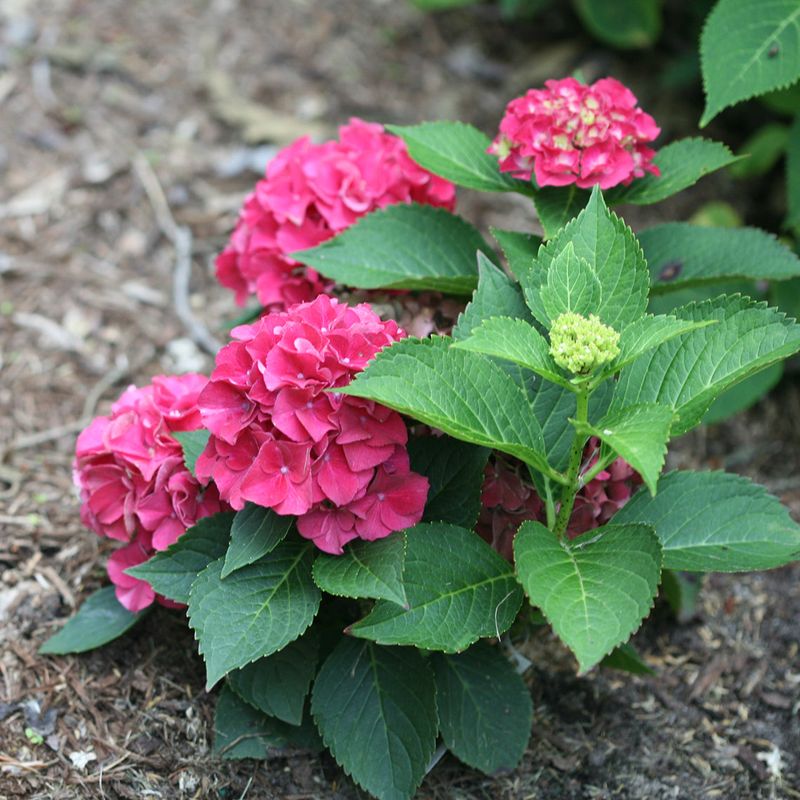 Hold Off On Hydrangeas Until Bloom Timing Is Clear