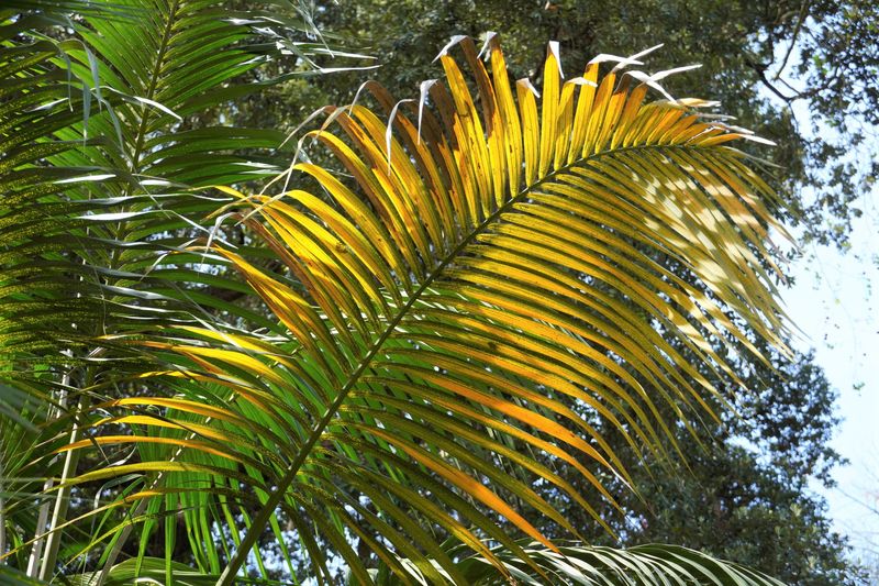 Watch For Yellowing And Other Stress Signs