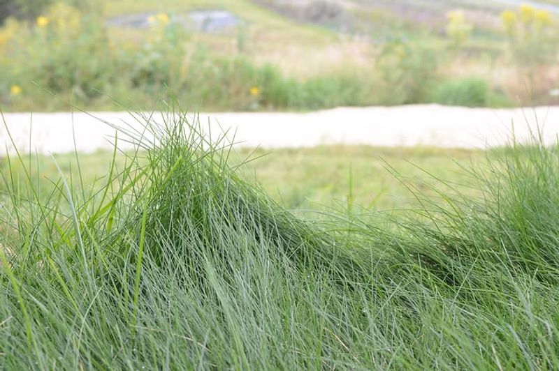 Let Lawn Edges Grow Longer For Natural Cover