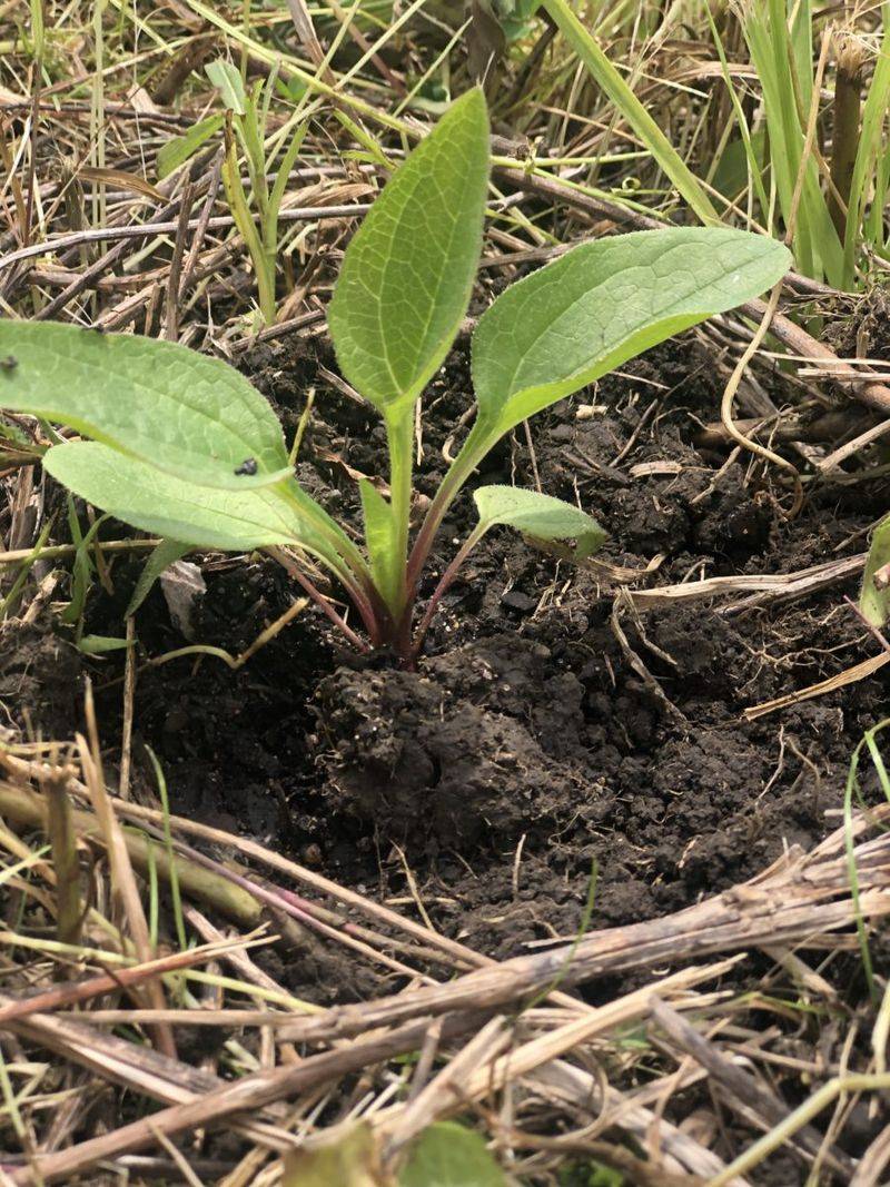 Hold Off Around Native Plant Seedlings