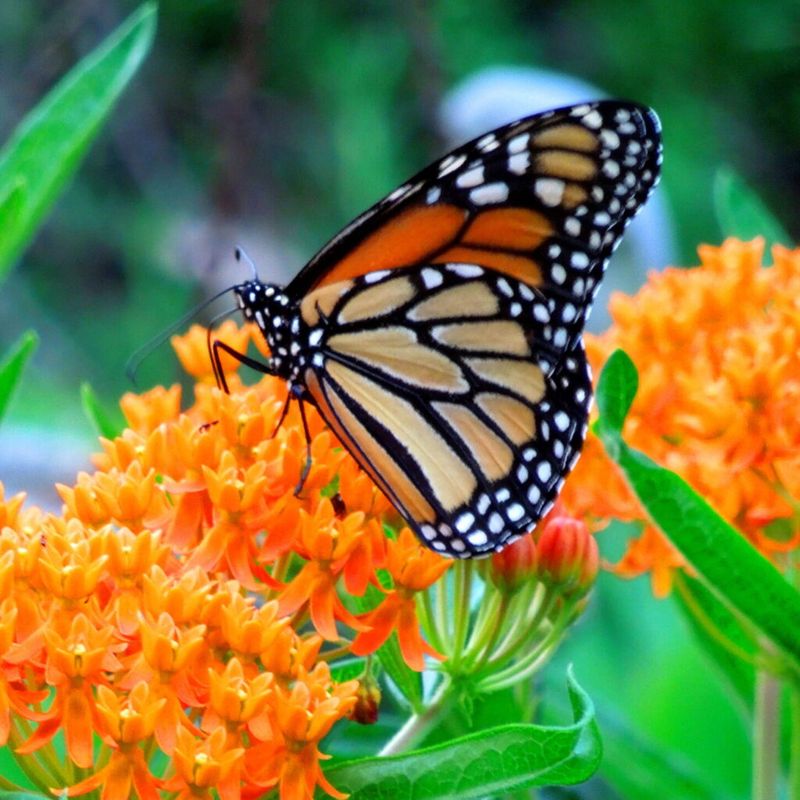 Support Pollinators With Season-Long Blooming Natives
