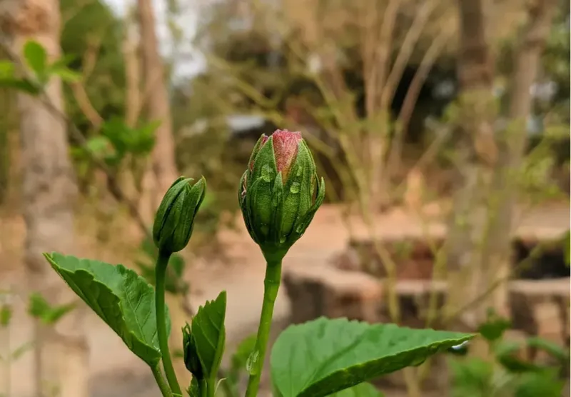 Flower Buds Drop Before Opening