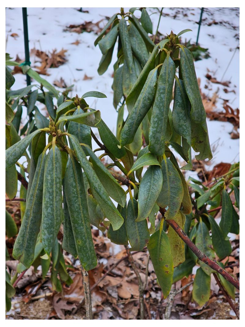 Evergreen Rhododendron Leaves May Droop Temporarily