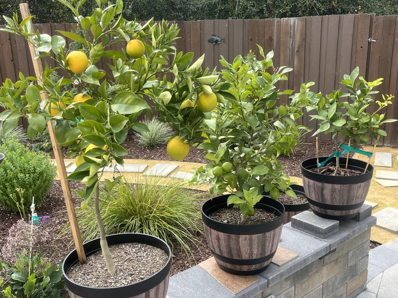 Fresh Growth Comes In Weak And Thin