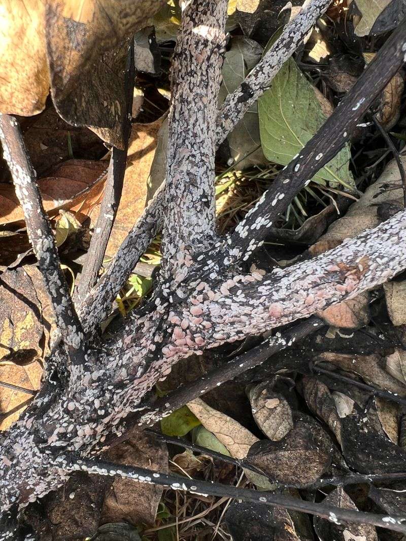 Black Sooty Coating Appears On Leaves And Stems