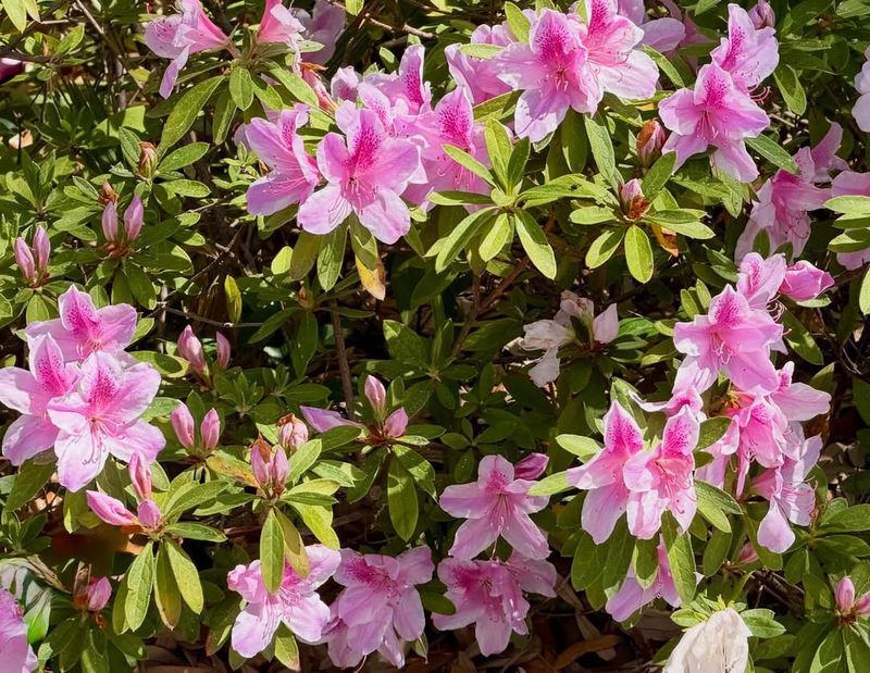 Bloom Time Shortens Under Intense Sun Exposure