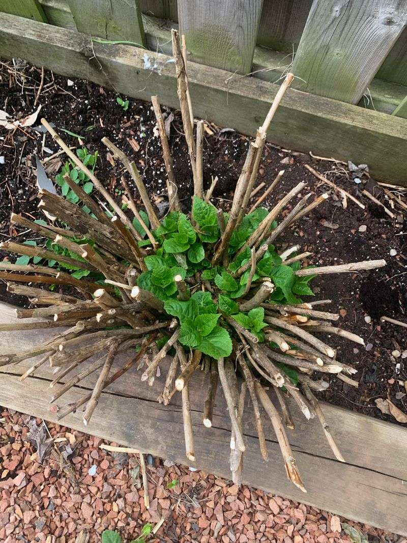 Plants Often Push New Growth From Lower Nodes