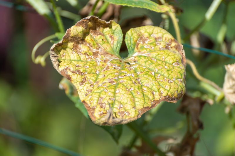 Leaf Edges Turn Brown And Crispy