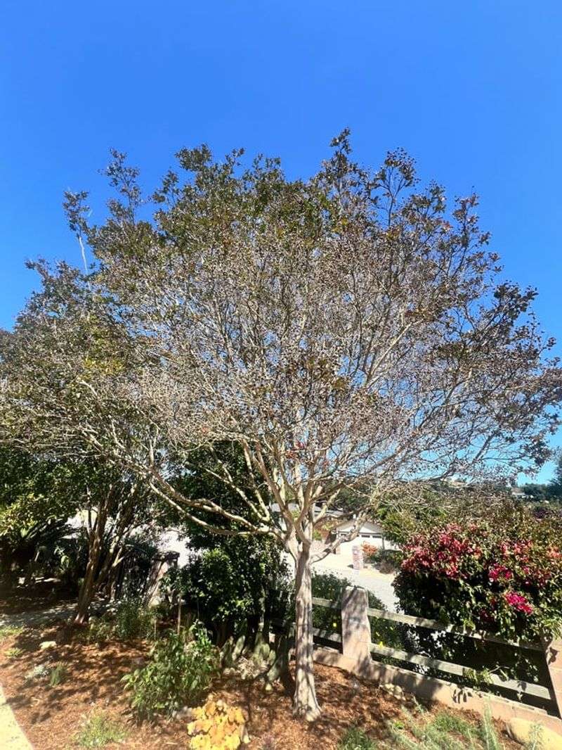 Stunted Growth Or Sparse New Leaves In Spring
