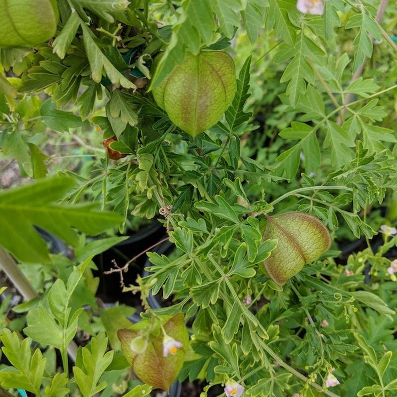Growth Looks Patchy When Soil Nutrients Are Out Of Balance