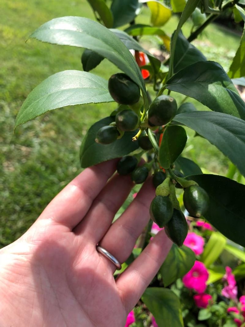 Thinning Too Lightly Limits Size And Proper Development