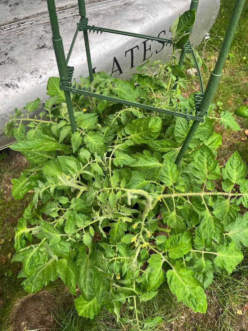 Crowding Plants And Reducing Airflow