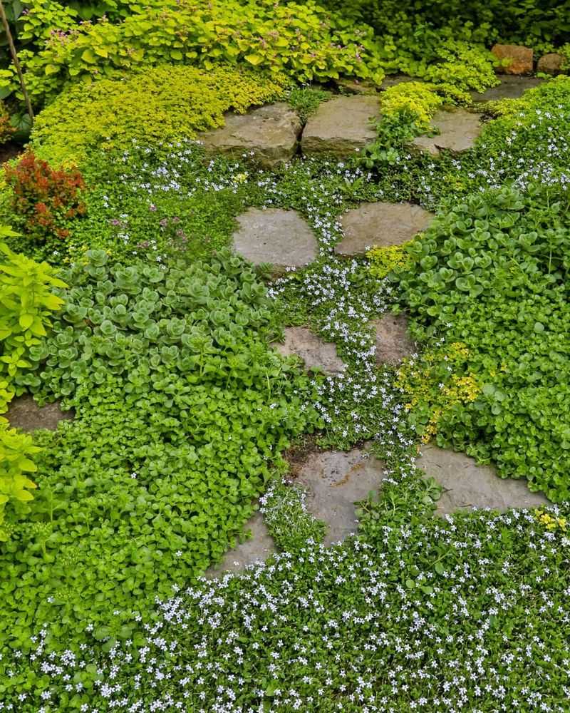 Planting Large Areas Of Dense Groundcover