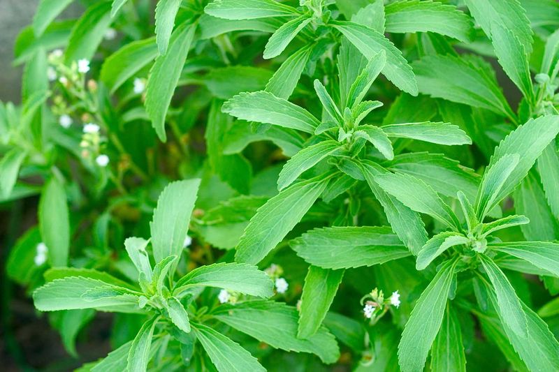 Stevia Naturally Sweet Leaves Year-Round
