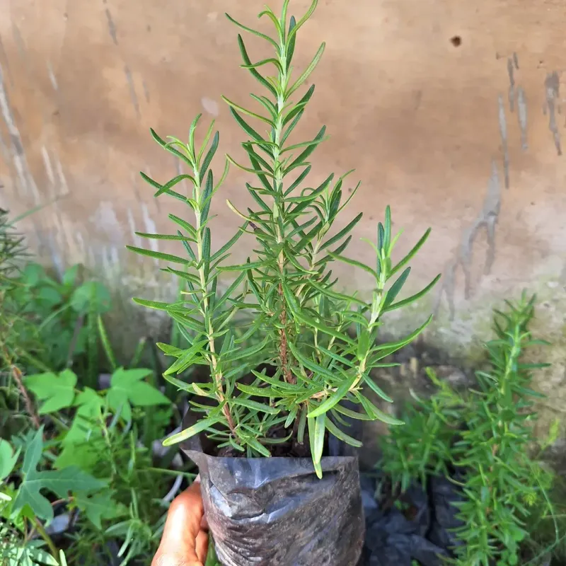 Rosemary Releases Oils That Help Repel Mosquitoes When Disturbed