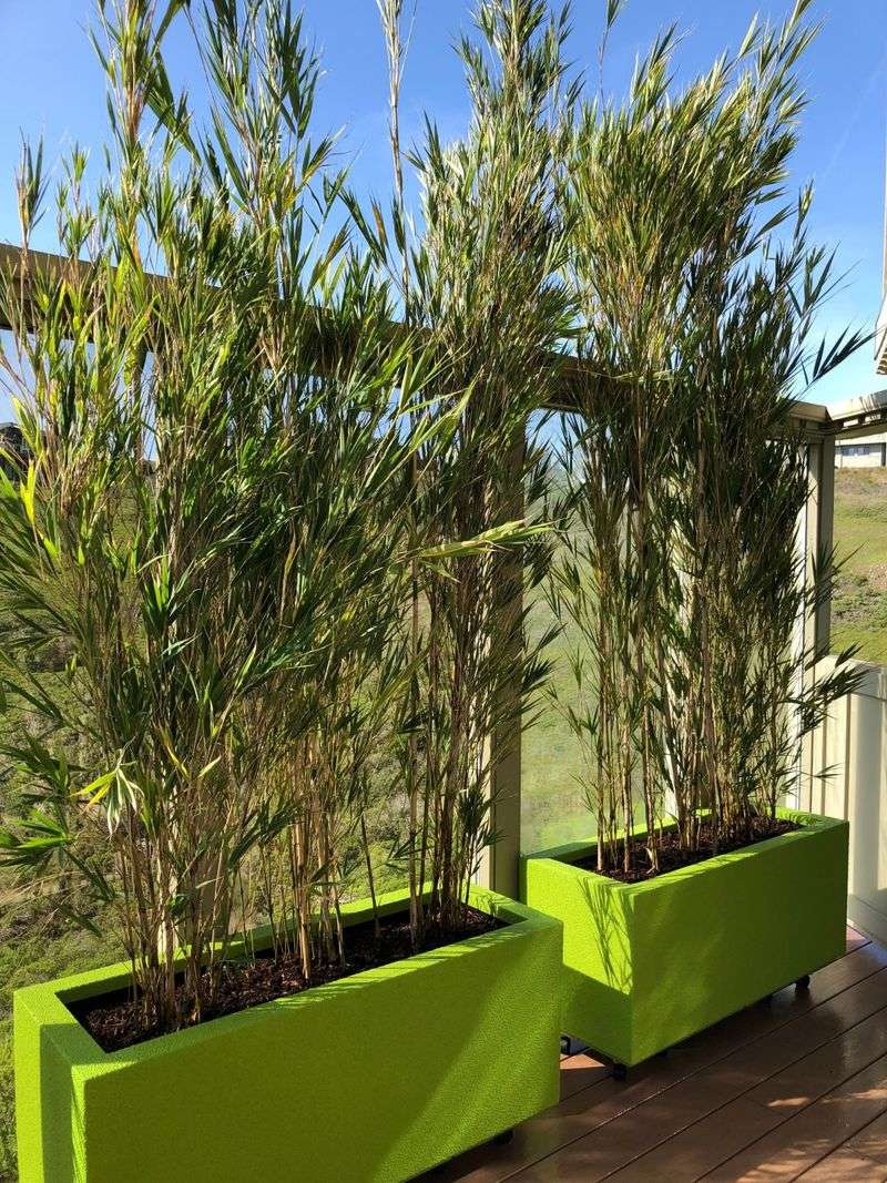 Running Bamboo Adds Height Without Spreading Wildly