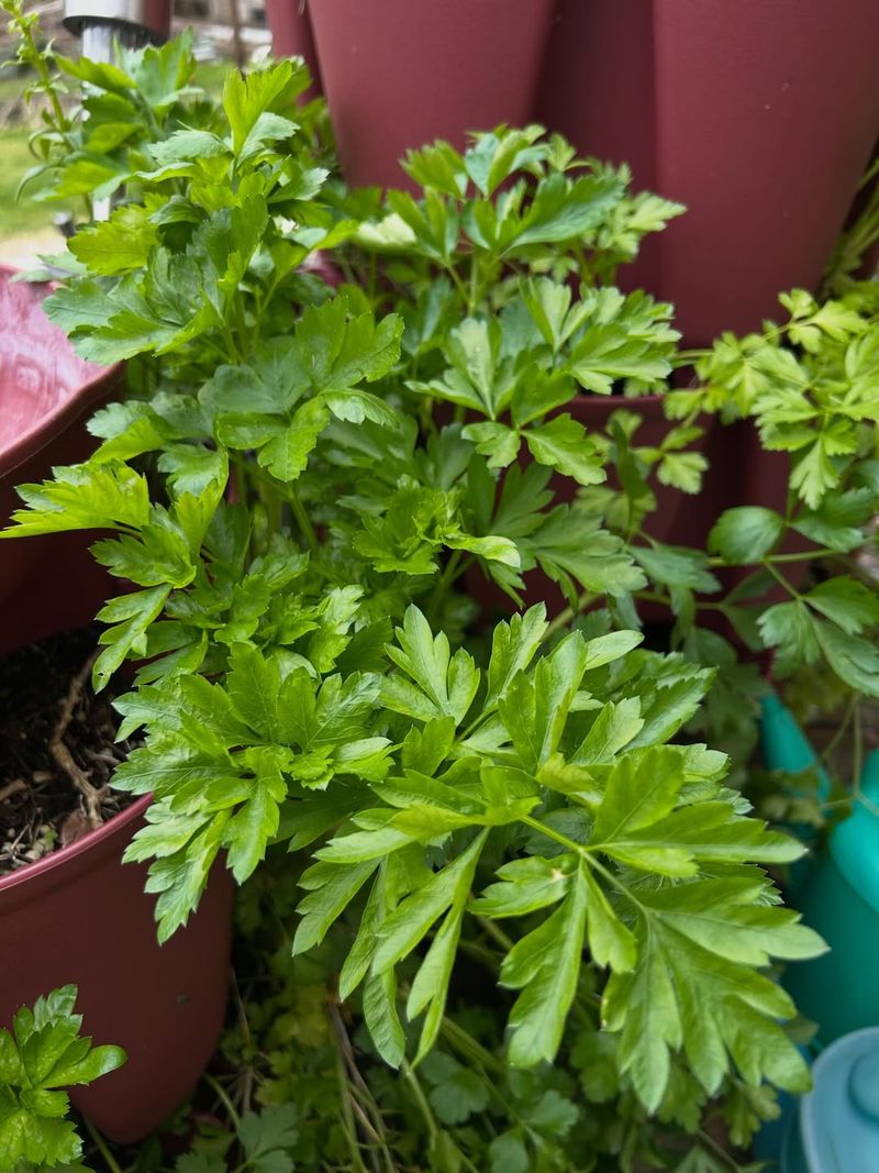 Parsley Produces New Growth With Regular Cutting