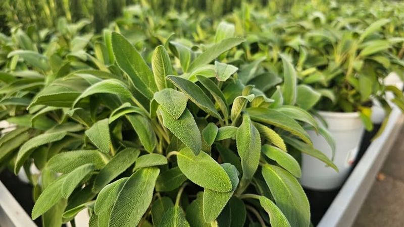 Sweet Marjoram That Stays Soft And Full