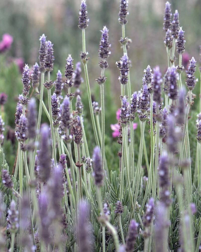 Lavender Prefers Bright Dry Conditions