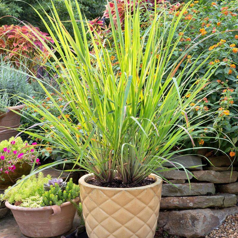Lemongrass Grows Well In Pots For Warm-Season Use