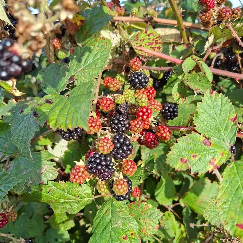 Himalayan Blackberries