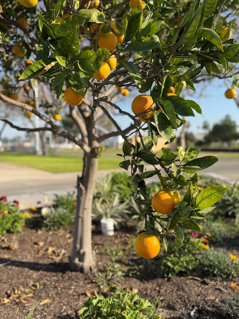 Orange Trees That Reward Consistent Watering