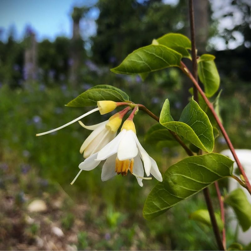 Snowdrop Bush 