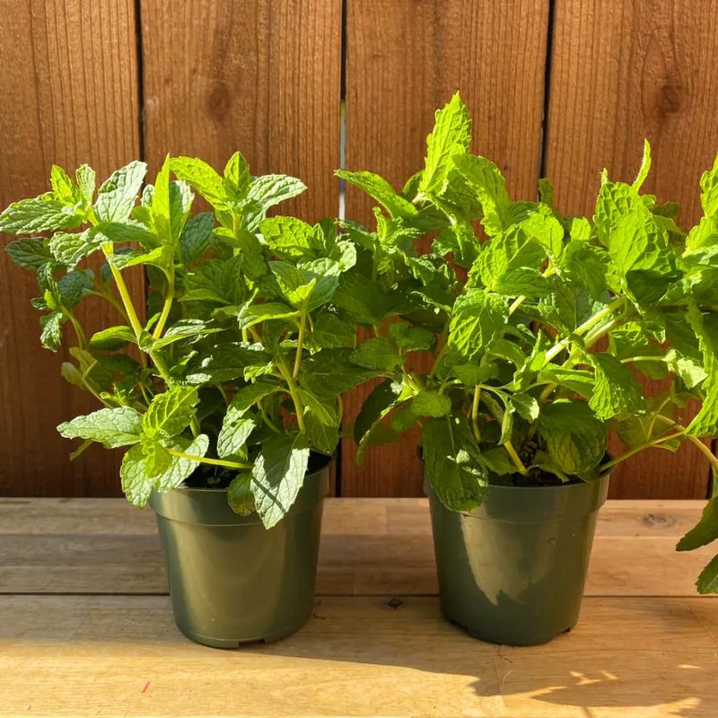 Peppermint Brings Cool Fragrance To Pots