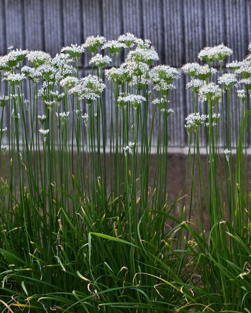 Garlic Flowers And Alliums Give Off A Strong Odor Rats Hate