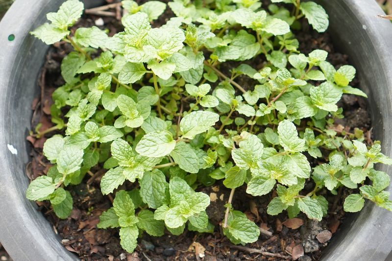 Mint (Mentha Spp.)