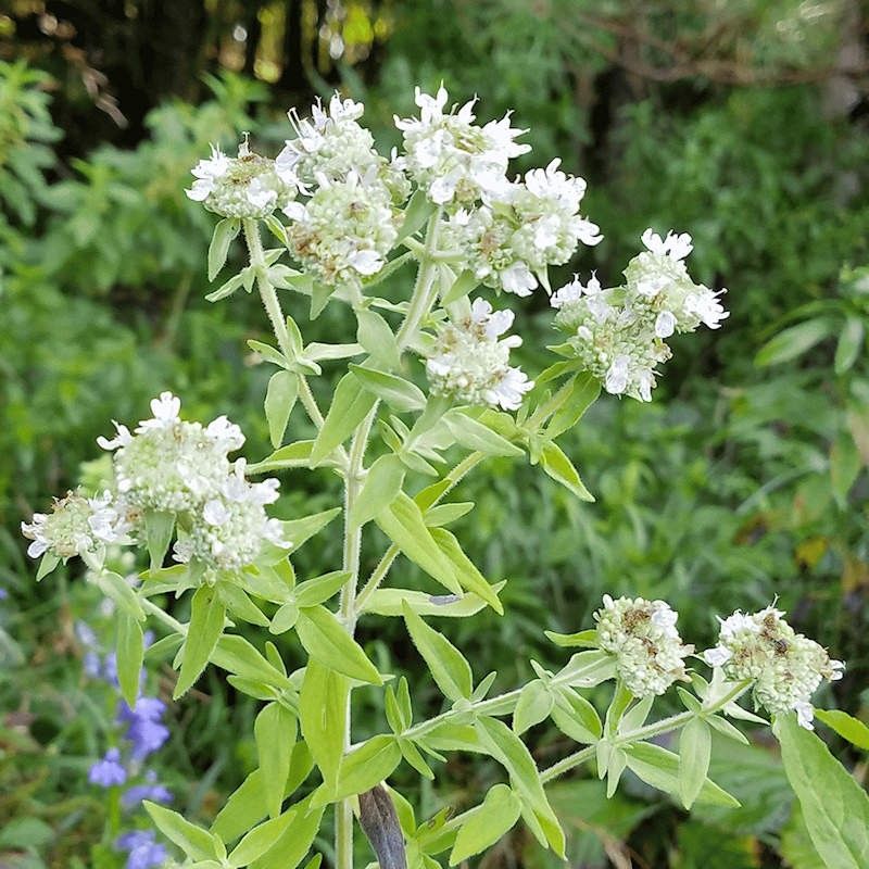 Mountain Mint Produces A Strong Natural Aroma Outdoors