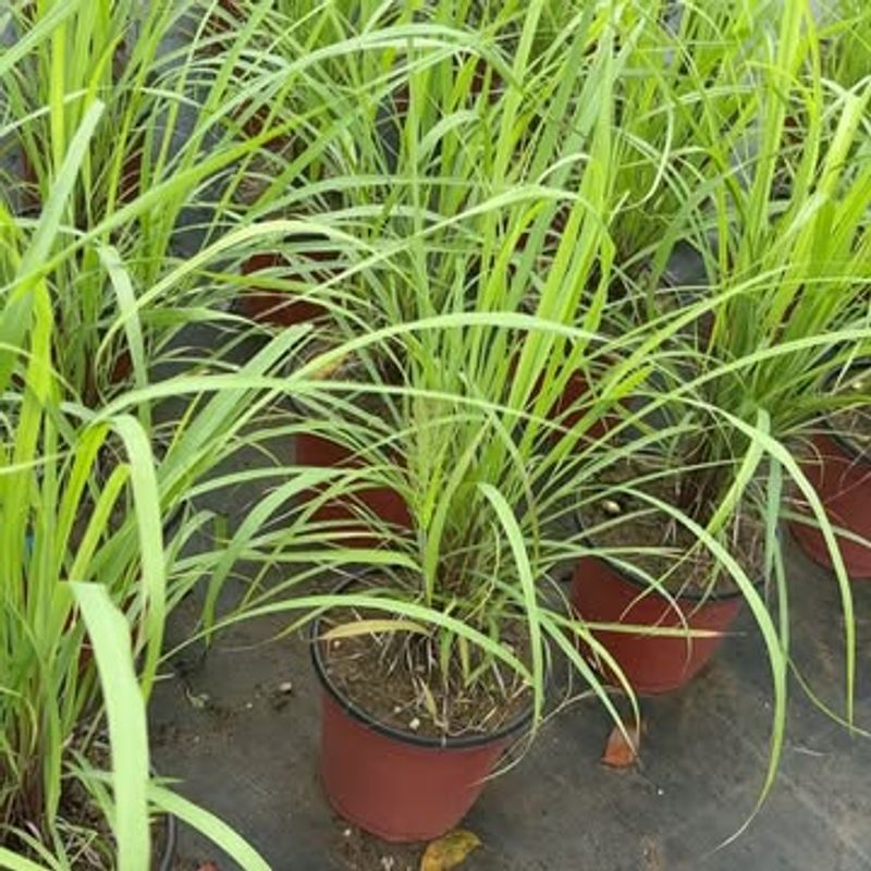 Strong Heat Does Not Affect Its Growth Much