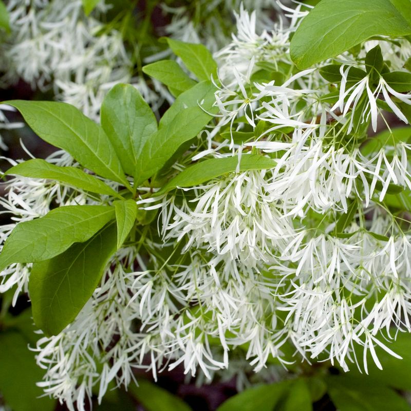 Well Suited To Georgia Heat And Humidity