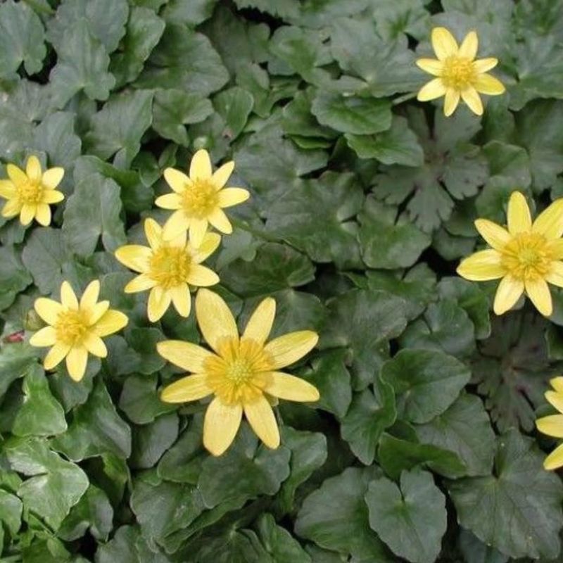 Look For Glossy Leaves And Yellow Flowers